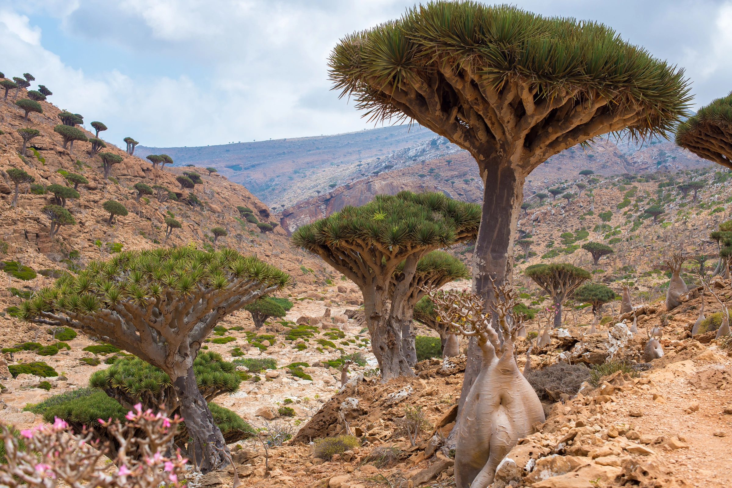 Socotra_Island[1].webp